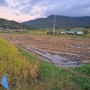 보성정미소 | 2025년 보성 햅쌀 후기, 부모님이 키운 친환경 우렁이쌀 20kg