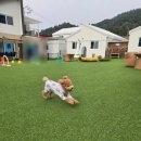 가평 체리몽 풀빌라 후기✨ 반려견 수영장·운동장·포토존까지 완벽한 애견 동반 숙소!