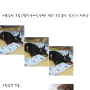 강아 평상시 모습과 방금전 모습 ㅎㅎ 이미지