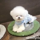 BICHON KOREA 이미지