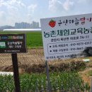 군산하늘딸기 네이버블로그