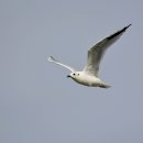 아산만의 검은머리갈매기(Saunders's gull) 이미지