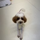 푸들 믹스 3mm 전체미용 후기 새로운 환경 강아지 컨디션도 중요해요