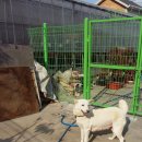 한국진돗개육종연구소 이미지