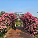 중앙동게이트볼장옆 | 익산 배산체육공원 장미정원 ☞장미 향기 그윽한 익산 대표 로즈가든