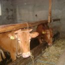 우리한우농장 이미지