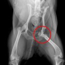 전동물병원 이미지