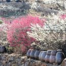 매화유치원 이미지