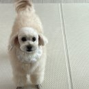 엘레강스펫샵 | 부산 수영 광안리애견미용 잘하는 곳 추천 쁘띠몽펫샵