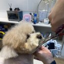 미용해·독 이미지