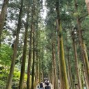 대한다원 이미지