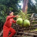 캄보디아오지마을.코코넛을따는소녀들.태고의 청정자연풍경여행 이미지