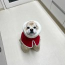 귀여운 강아지 옷 브랜드 아나조이 겨울 패딩 추천 연말 크리스마스 분위기 물씬 ~!