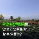 무안 회산백련 개화시기부터 2026 연꽃 축제 총정리