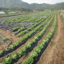 담소농박 이미지