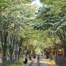 우신산업(주) | 2026 전주 이팝나무 철길 개방 첫주 방문 개화상황 팔복동 축제