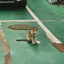 단풍초밥 네이버블로그