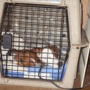 캡틴 켄넬 이미지