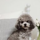 장모님염소탕 이미지