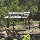 어흥떡카페 | 봉화 가볼만한곳 국립백두대간수목원 백두산호랑이 호랑이숲 후기 🌲🍃🐯
