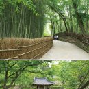 죽녹원 이미지