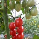 인하농장 이미지