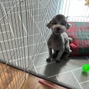 대치수동물병원 이미지