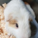 조재진 동물병원 이미지