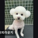 플러피라운지 이미지