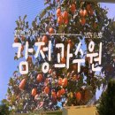 홍대 팝업 티팩토리 | 감정과수원 무료 전시 정보 및 후기