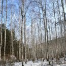 원대리 자작나무숲 | 겨울여행지 인제 원대리 자작나무숲 방문후기