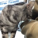 다호동물병원 이미지