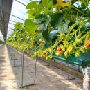 양안농장 이미지