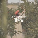 석지농장2 | 제주 감따남 착한농장 서귀포 감귤체험 제주도 겨울여행엔 꼭!