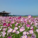 창원 주남저수지 코스모스길 이미지