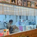 댕댕이 살롱 | 전주 인후동 아중리 맞춤 스타일링 전문 애견 미용실, 순심이네 펫살롱 이용 후기