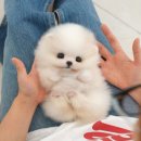 도그플러스 동물병원 마산점 | 포항강아지분양 병원운영하는 펫타운!