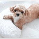 부산 강아지분양 디테일퍼피 이미지