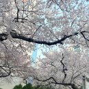 삼익비치타운아파트 | 봄의 시작, 부산 수영구 광안리 삼익비치 아파트 벚꽃 산책 후기