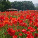 탑골농장 이미지