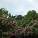 밤티재길 | 남원에서 만난 힐링길 - 밤티재길 배롱나무 드라이브 후기