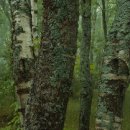 자연의 노래 이미지