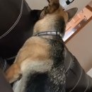 #DOG 이미지