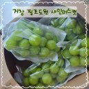 거창 필포도원 샤인머스캣 맛집 추석선물용도 있어요_박비주은 기자