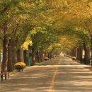 배방환승정류장 | 아직도 붉은 🍂단풍만 찾으세요? 황금빛 카펫이 깔린 🏞️아산 은행나무길 주말 나들이