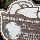 장미(블러싱녹아웃 (Blushing knock out) 이미지