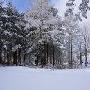 양지-3516 이미지