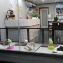 상콤 발랄 헬로퍼피 이미지