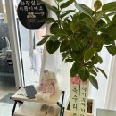 이플뷰티 이미지