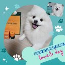 아지발바닥 | 강아지미끄럼방지파우더 추천 ✔ 러브앤독으로 관절 건강 지켜요!